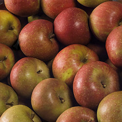 Appels
