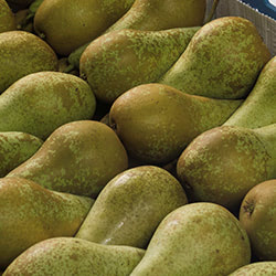 Peren