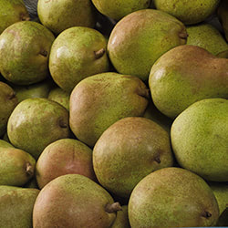 Peren