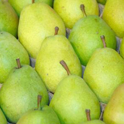 Peren